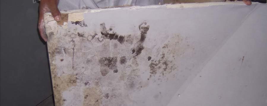 Mold-damaged drywall before remediation